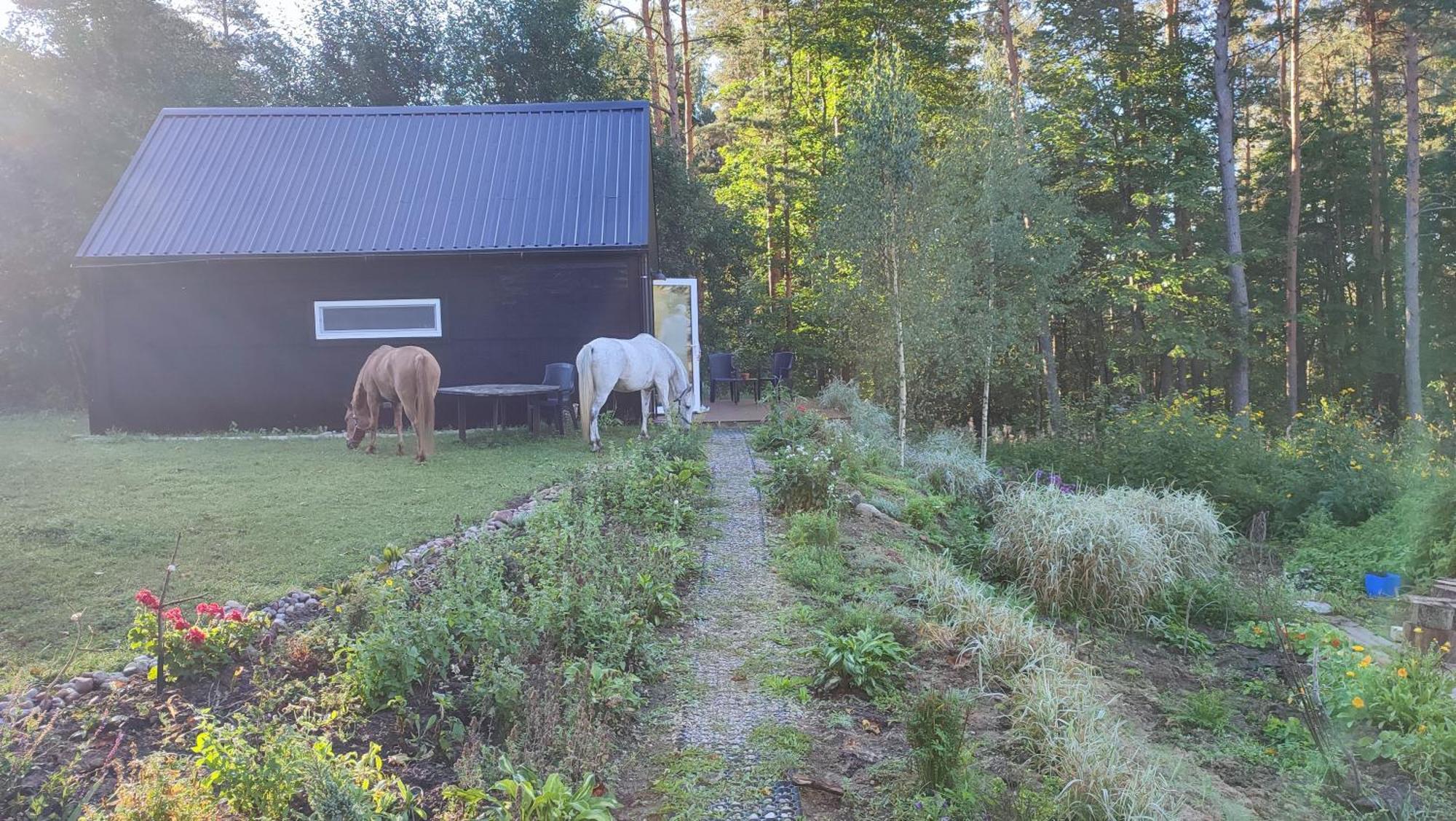 Modern Sauna Cabin In Horse Ranch Liyeplauke Екстериор снимка