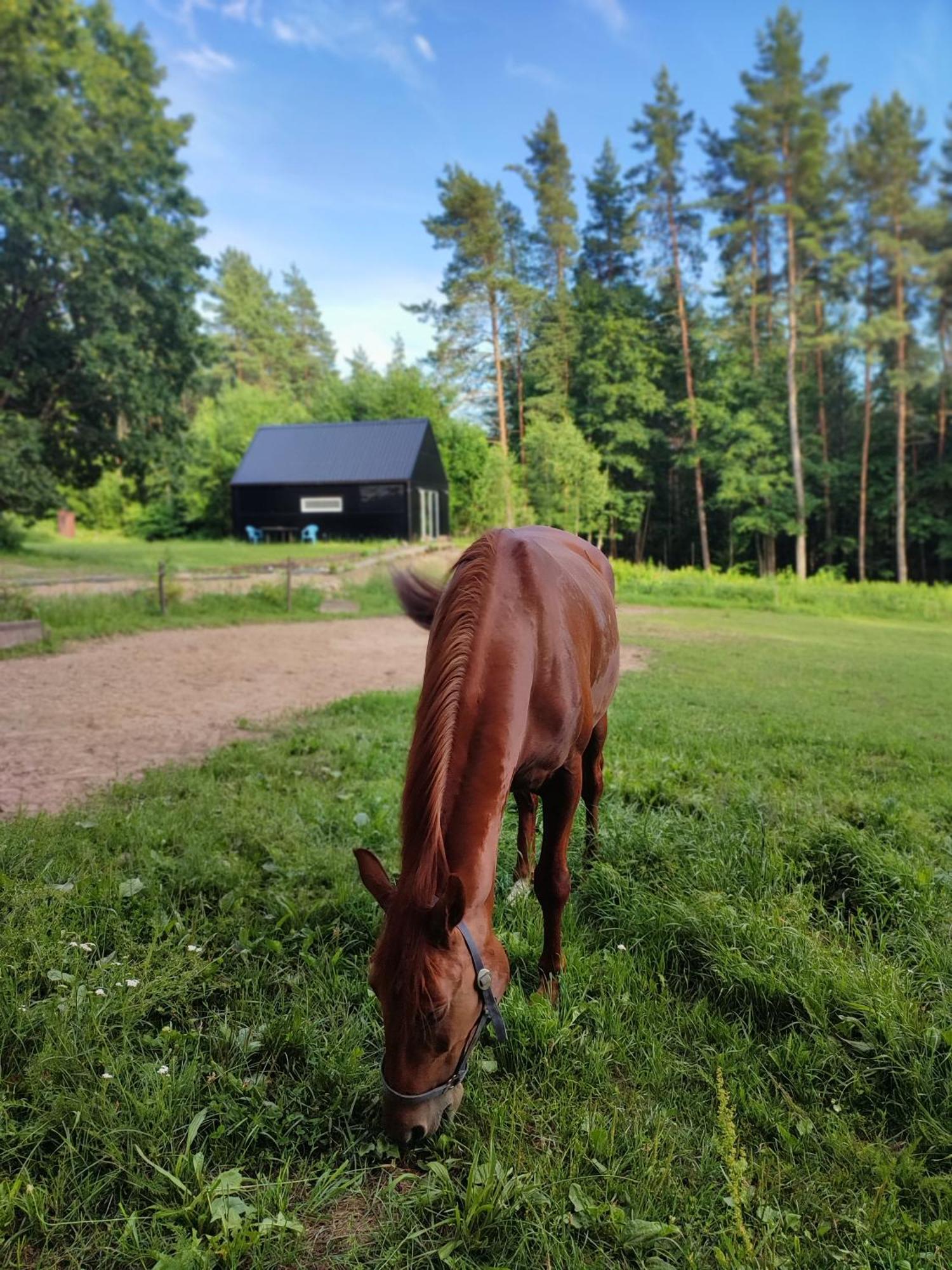 Modern Sauna Cabin In Horse Ranch Liyeplauke Екстериор снимка